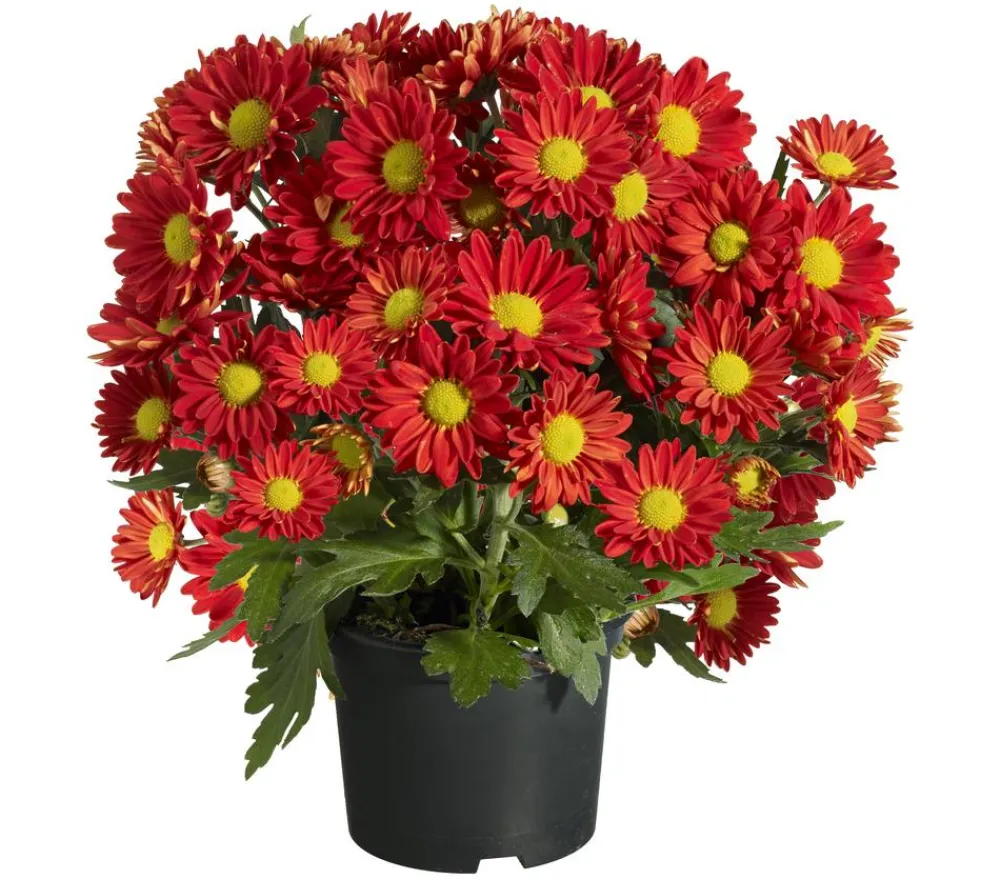 Dehner Topf-Chrysantheme, verschiedene Farben Best