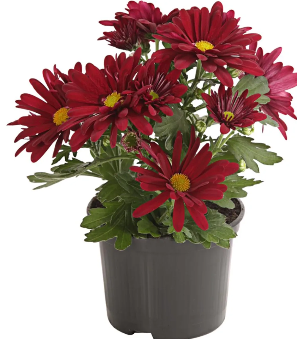Dehner Topf-Chrysantheme, verschiedene Farben Best