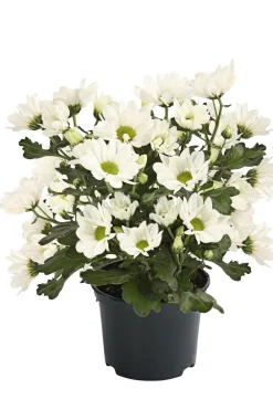 Dehner Topf-Chrysantheme, verschiedene Farben Best