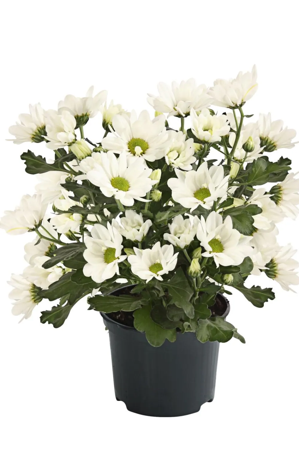 Dehner Topf-Chrysantheme, verschiedene Farben Best