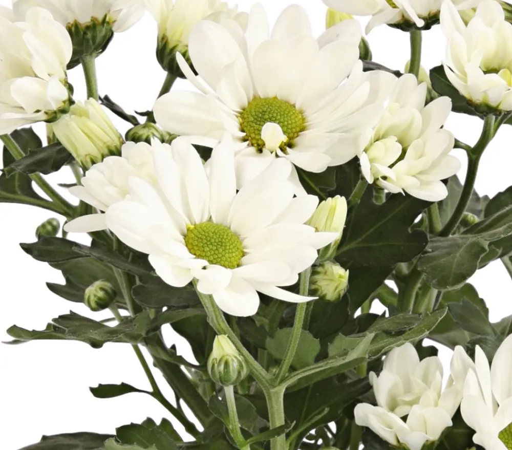 Dehner Topf-Chrysantheme, verschiedene Farben Best