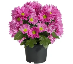 Dehner Topf-Chrysantheme, verschiedene Farben Best