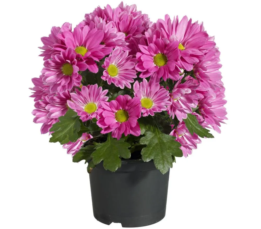 Dehner Topf-Chrysantheme, verschiedene Farben Best