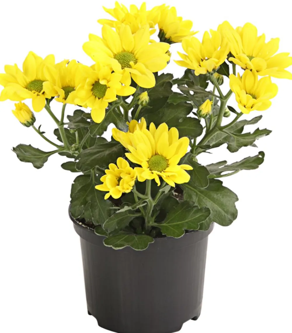 Dehner Topf-Chrysantheme, verschiedene Farben Best
