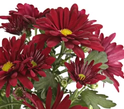 Dehner Topf-Chrysantheme, verschiedene Farben Best