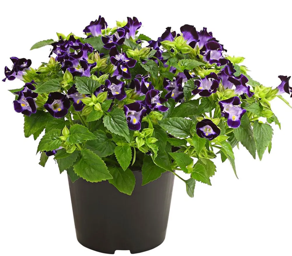 Dehner Sommerblumen > Torenie