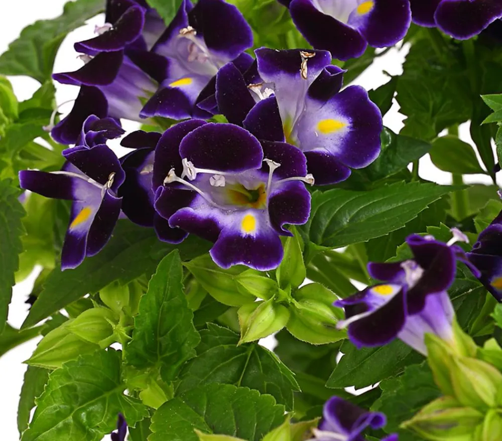 Dehner Sommerblumen > Torenie