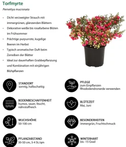 Dehner Laubgehölze - Torfmyrte, Rot