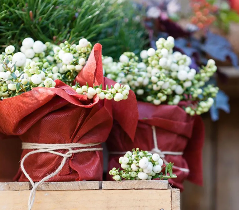 Dehner Laubgehölze - Torfmyrte, Weiß