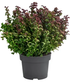 Dehner Laubgehölze|Blühende Sträucher - Traubenheide 'Curly Red'