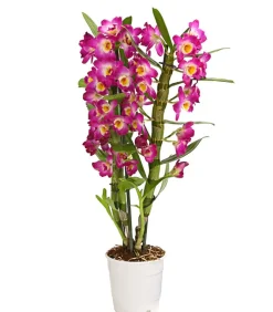 Dehner Orchideen > Trauben-Orchidee - Dendrobium nobile