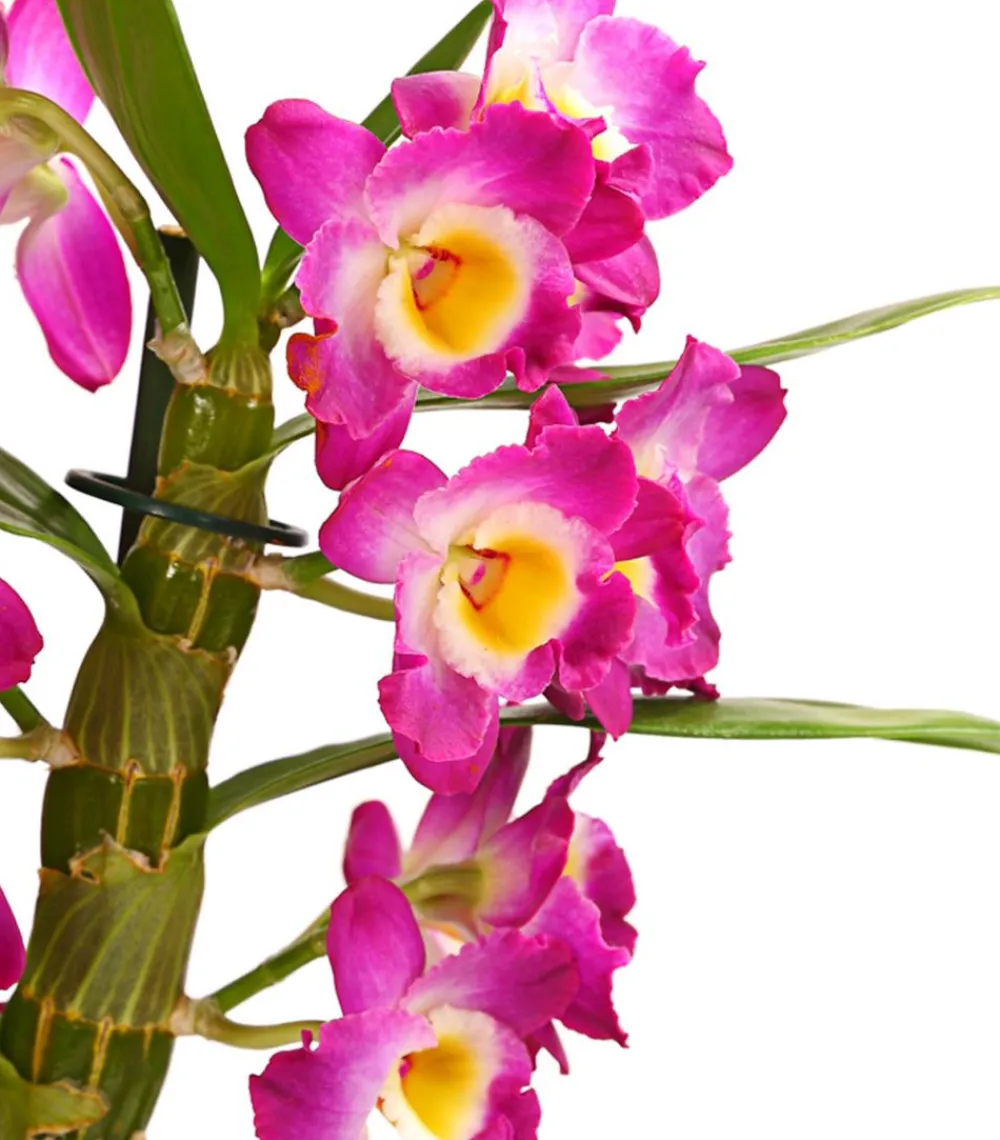 Dehner Orchideen > Trauben-Orchidee - Dendrobium nobile