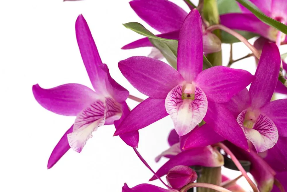 Dehner Orchideen > Traubenorchidee - Dendrobium 'Rainbow Dance'