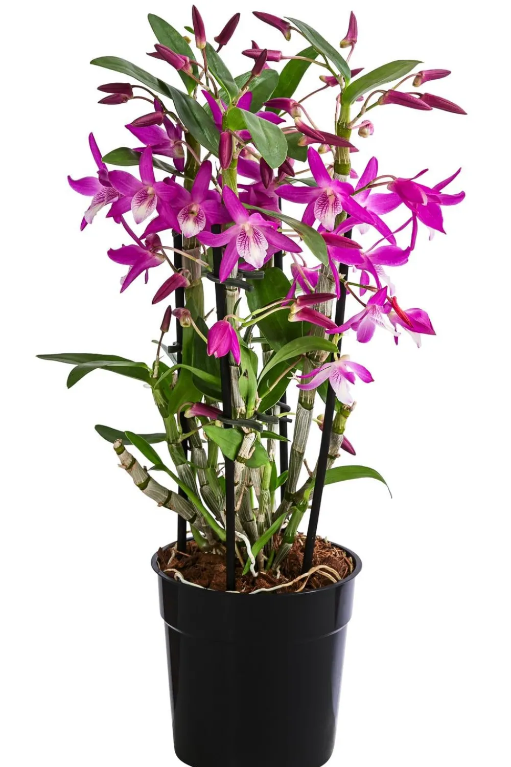Dehner Orchideen > Traubenorchidee - Dendrobium 'Rainbow Dance'