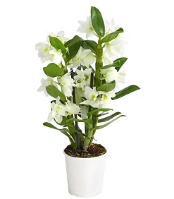 Dehner Trauben-Orchidee - Dendrobium nobile Weiß Discount