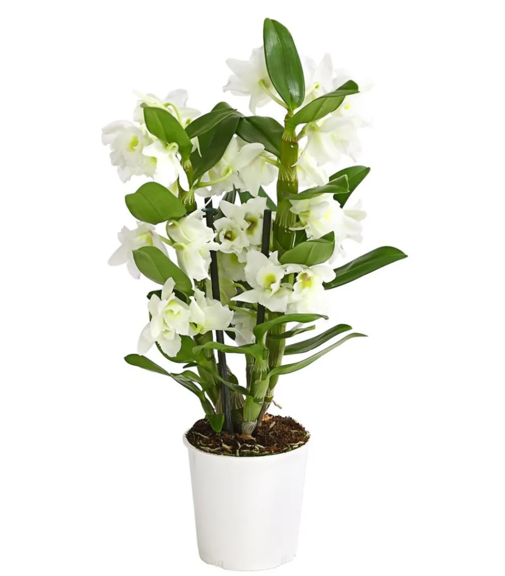 Dehner Trauben-Orchidee - Dendrobium nobile Weiß Discount
