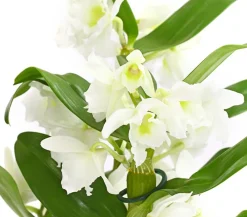 Dehner Trauben-Orchidee - Dendrobium nobile Weiß Discount