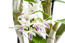 Dehner Orchideen > Traubenorchidee - Dendrobium amethystoglossum