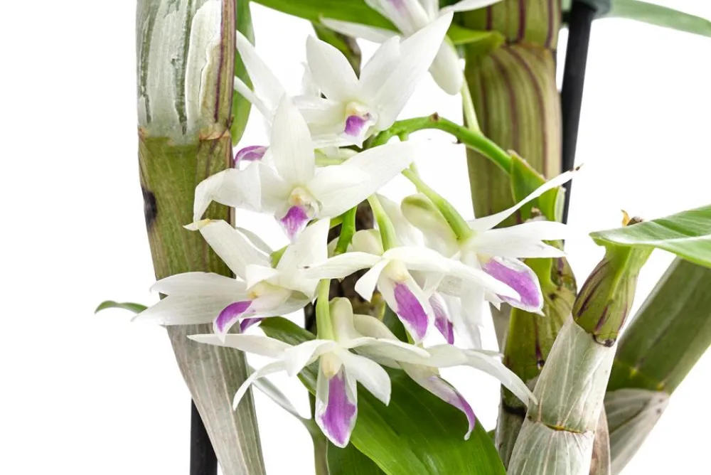 Dehner Orchideen > Traubenorchidee - Dendrobium amethystoglossum