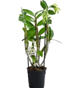 Dehner Orchideen > Traubenorchidee - Dendrobium amethystoglossum