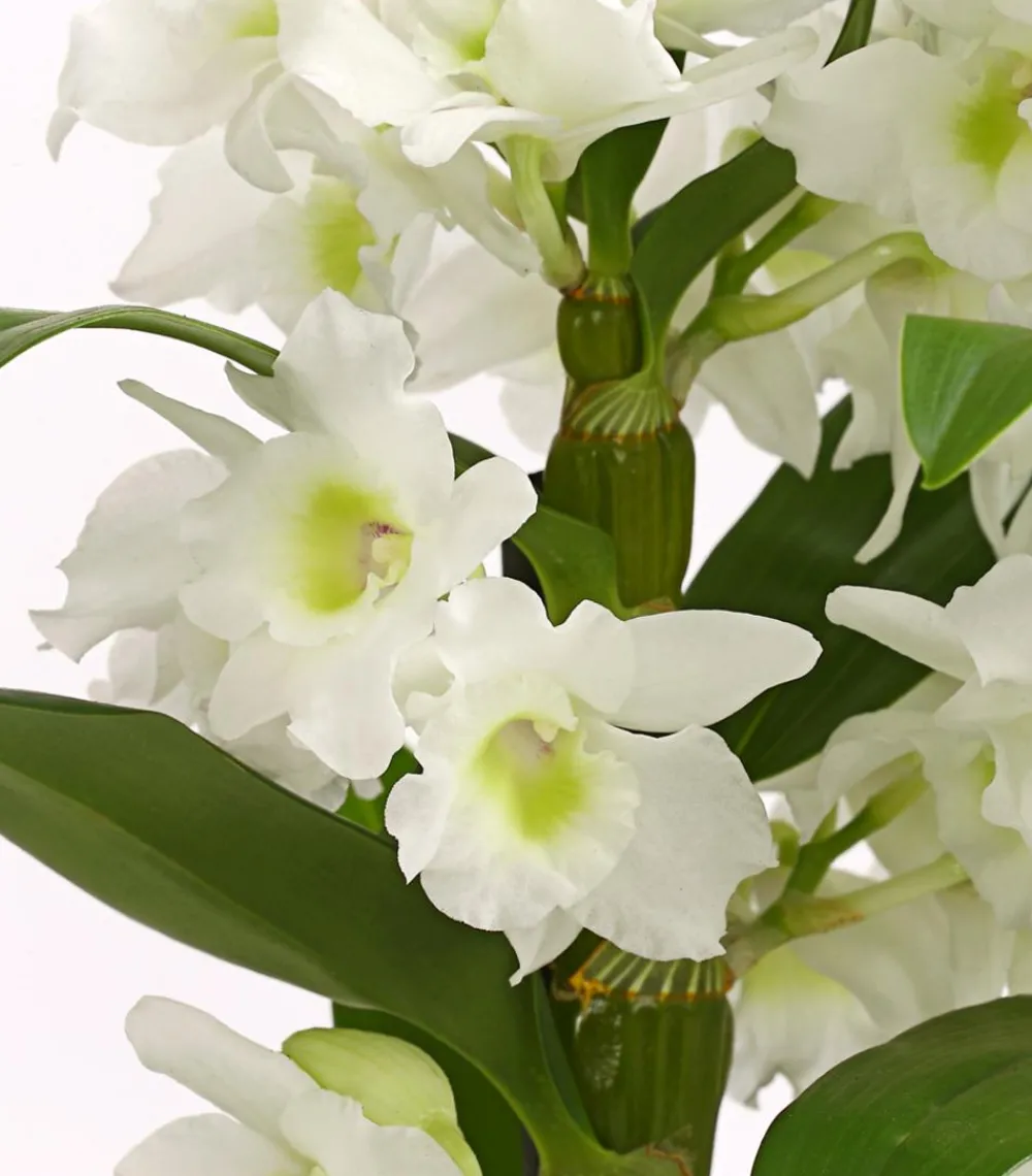 Dehner Orchideen - Trauben-Orchidee - Dendrobium nobile Weiß