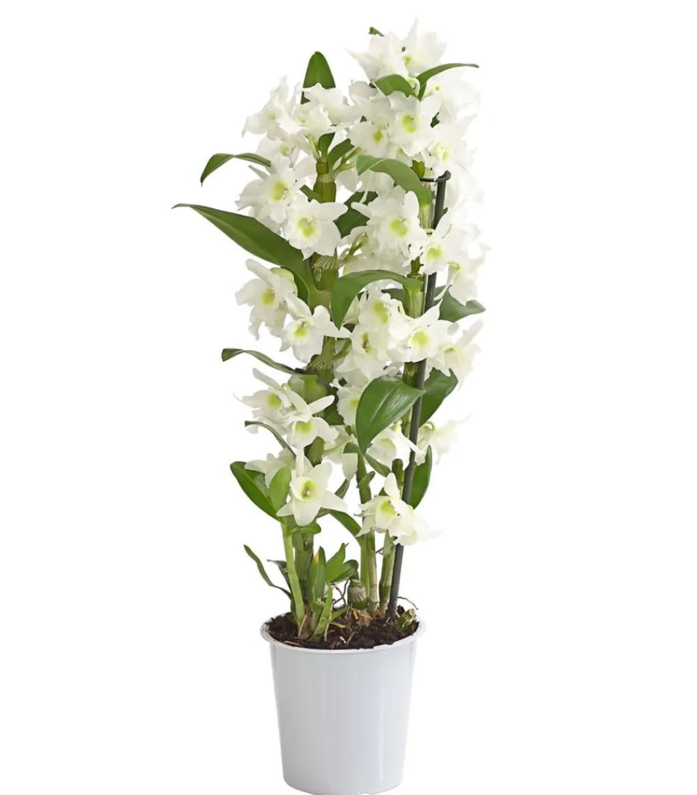 Dehner Orchideen - Trauben-Orchidee - Dendrobium nobile Weiß