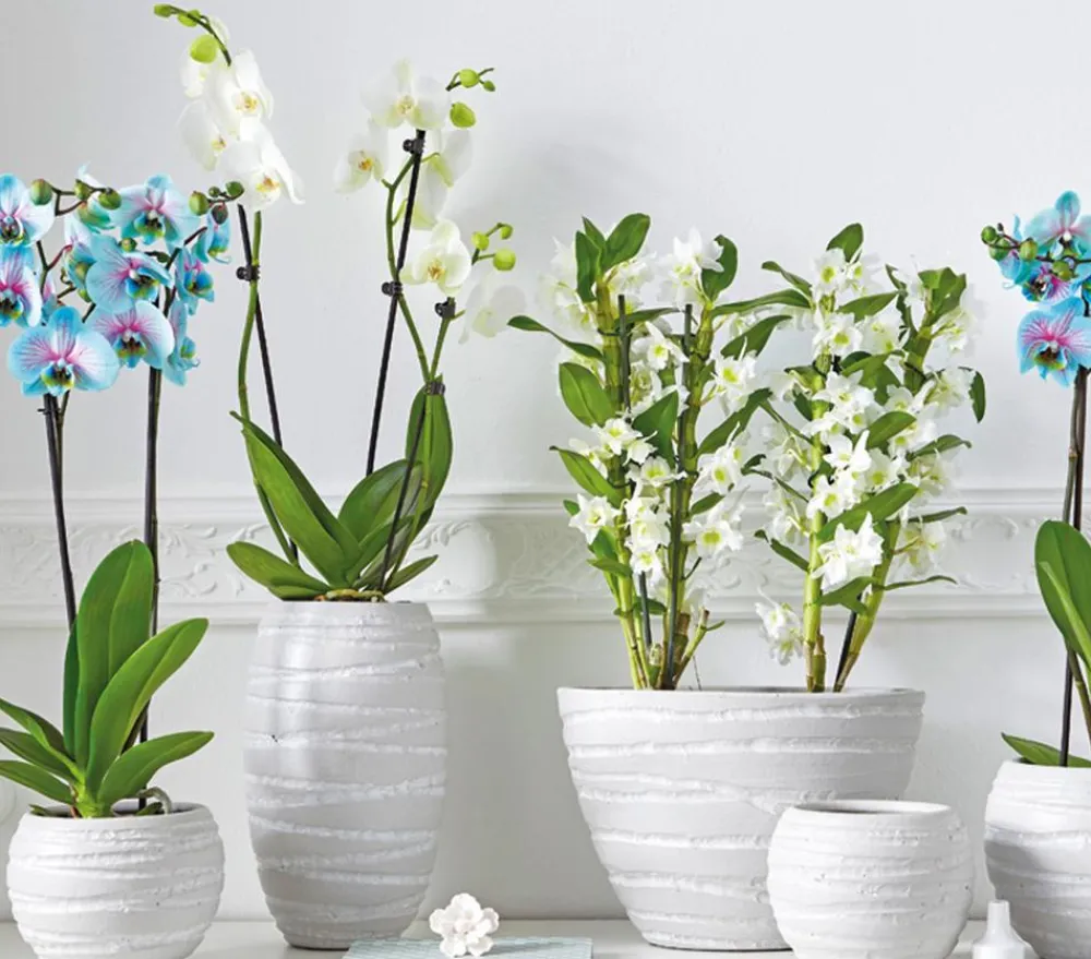 Dehner Orchideen - Trauben-Orchidee - Dendrobium nobile Weiß