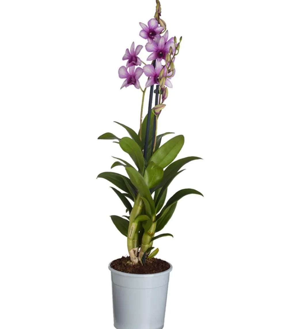 Dehner Orchideen > Traubenorchidee - Dendrobium compactum 'Polar Fire'