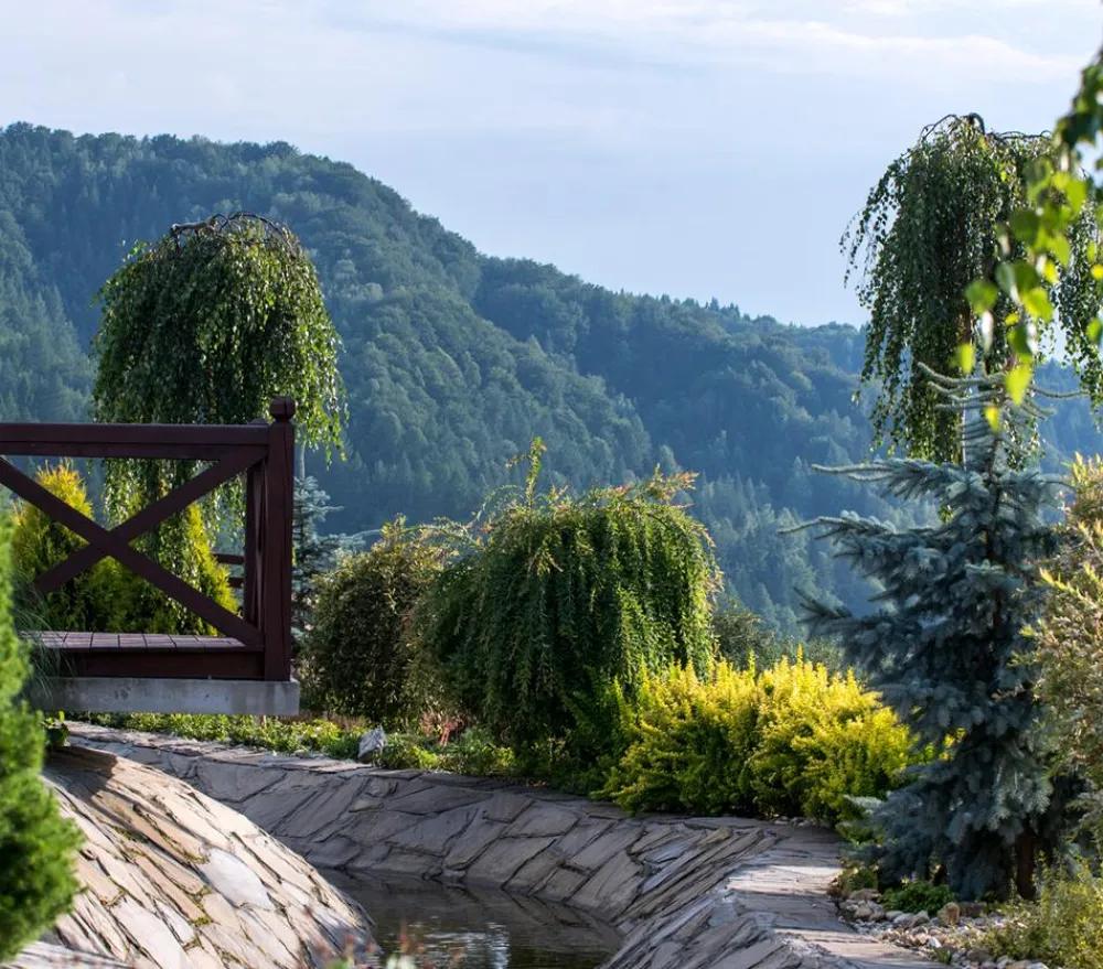 Dehner Laubgehölze > Trauer-Birke 'Youngii'