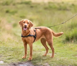 Trixie Hundegeschirr Lead'n'Walk Soft, Schwarz Best