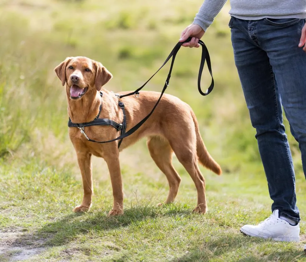 Trixie Hundegeschirr Lead'n'Walk Soft, Schwarz Best
