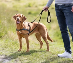 Trixie Hundehalsbänder & Geschirre - Hundegeschirr Lead'n'Walk Soft, Schwarz