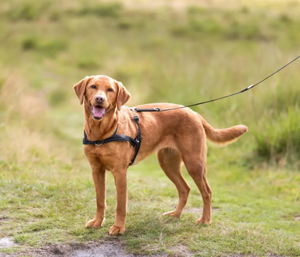 Trixie Hundehalsbänder & Geschirre - Hundegeschirr Lead'n'Walk Soft, Schwarz