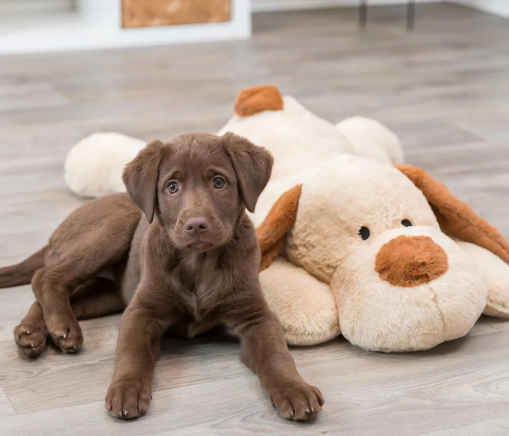 Trixie Hundespielzeug Ankuschelhund Benny Discount