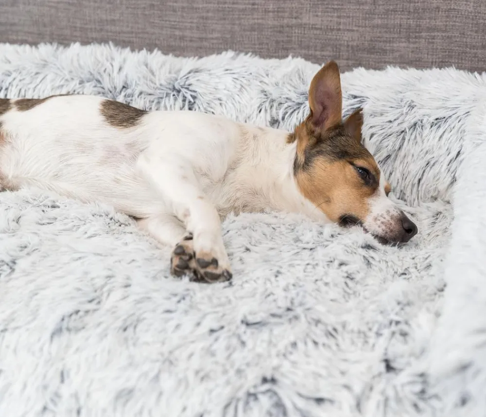 Trixie Hundedecken|Katzenbetten & Katzenkissen - Polster-Schondecke Harvey, rechteckig, grau/-