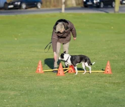 Trixie Hundespielzeug - Pylonen-Hindernis-Set, 9-teilig