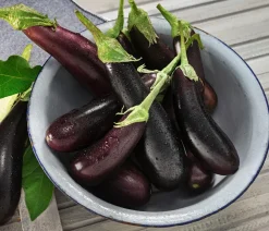 Dehner Auberginen- & Tomatenpflanzen|Gartengemüse - Türkische Aubergine Lila