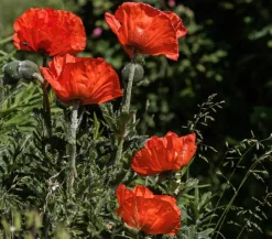Dehner Türkischer Riesenmohn