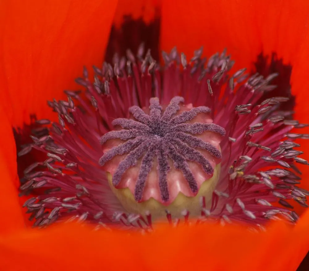 Dehner Türkischer Riesenmohn