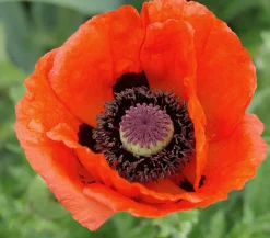 Dehner Türkischer Riesenmohn