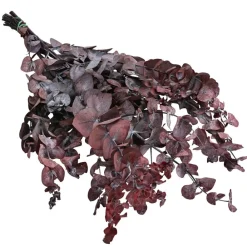 Dehner Trockenblumenbund Eukalyptus, Dunkelrot Discount