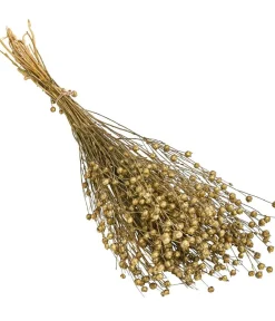 Dehner Trockenblumen - Trockenblumenbund Flachs, Gold