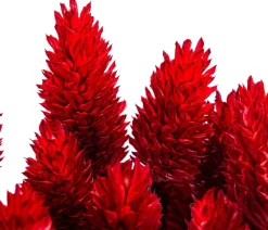 Dehner Trockenblumen - Trockenblumenbund Glanzgras, Rot