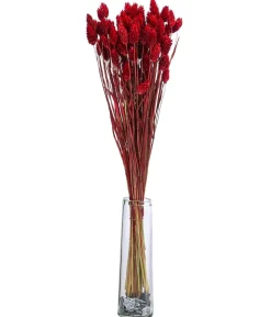 Dehner Trockenblumen - Trockenblumenbund Glanzgras, Rot
