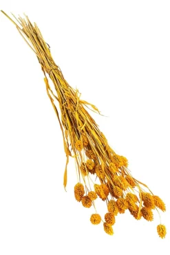 Dehner Trockenblumen - Trockenblumenbund Glanzgras, Gelb