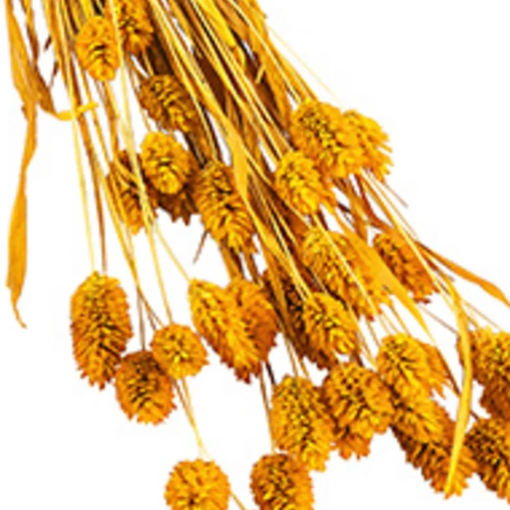 Dehner Trockenblumen - Trockenblumenbund Glanzgras, Gelb