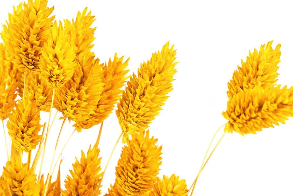Dehner Trockenblumen - Trockenblumenbund Glanzgras, Gelb