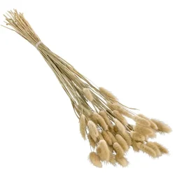 Dehner Trockenblumenbund Hasenschwanzgras, natur Beige New