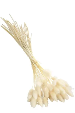 Dehner Trockenblumen > Trockenblumenbund Hasenschwanzgras, gebleicht