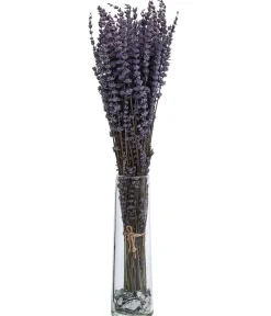 Dehner Trockenblumen > Trockenblumenbund Lavendel, 100g, ca. L45 cm